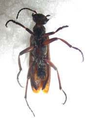 Australytta spilotella