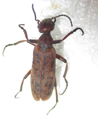 Australytta spilotella