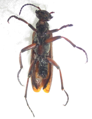 Australytta spilotella