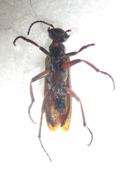 Australytta spilotella