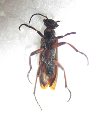 Australytta spilotella