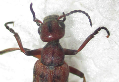 Australytta spilotella