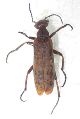 Australytta spilotella