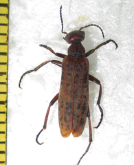 Australytta spilotella