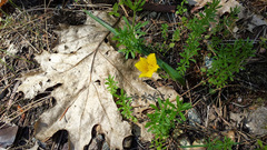 Calochortus monophyllus