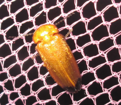 Luciolinae