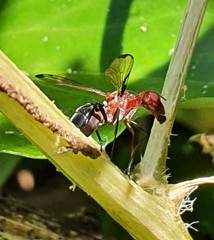 Cephalia rufipes