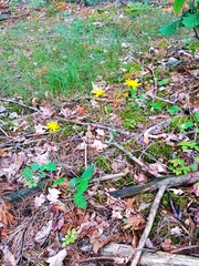 Hieracium sylvularum