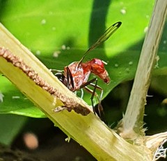 Cephalia rufipes