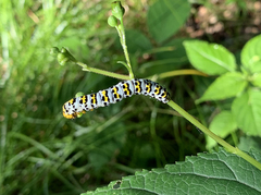 Cucullia scrophulariae
