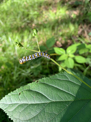 Cucullia scrophulariae