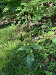 Cucullia scrophulariae