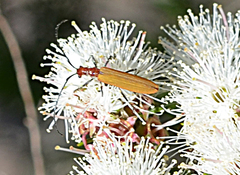 Stenoderus quietus