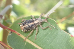 Leptopius clavus