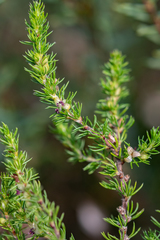 Cliffortia filifolia