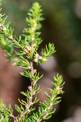 Cliffortia filifolia