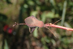 Amorbini