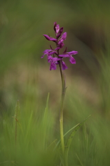 Dactylorhiza lapponica