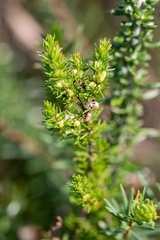 Cliffortia filifolia