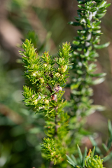 Cliffortia filifolia