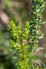 Cliffortia filifolia