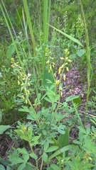 Cytisus nigricans