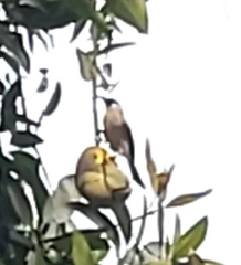 Pycnonotus aurigaster