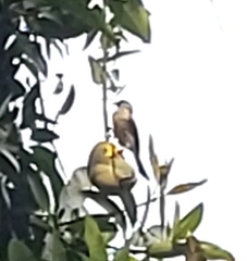 Pycnonotus aurigaster