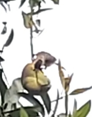 Pycnonotus aurigaster