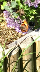 Aglais urticae