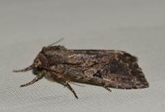 Apterogenum ypsillon