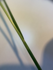 Bromus erectus