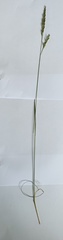 Bromus erectus