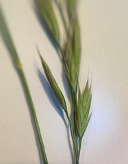 Bromus erectus
