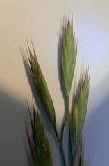 Bromus erectus