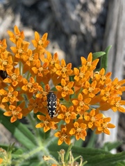 Acmaeodera bowditchi