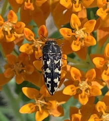 Acmaeodera bowditchi