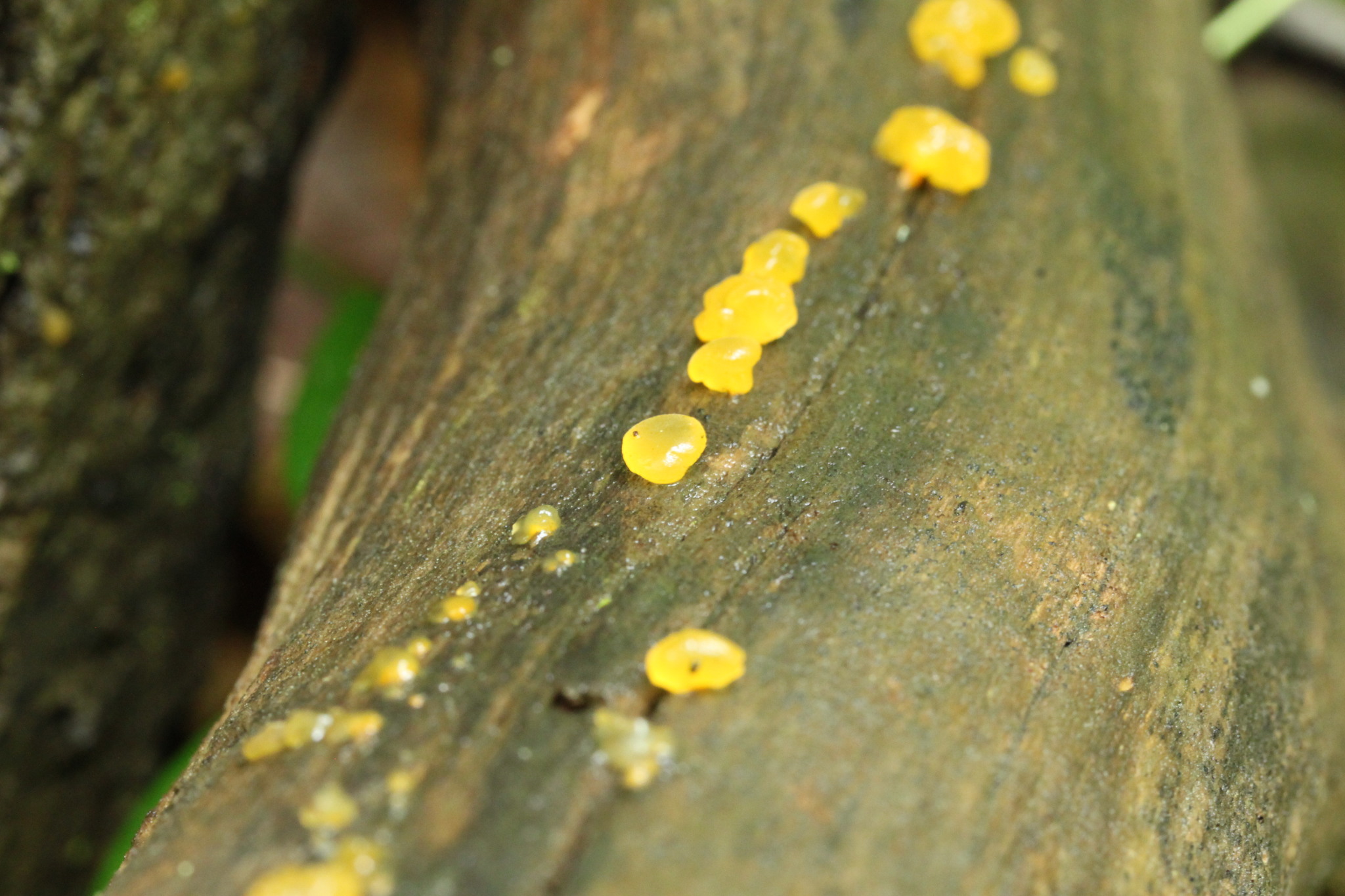 Dacrymyces capitatus image