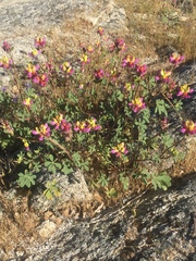Lupinus stiversii