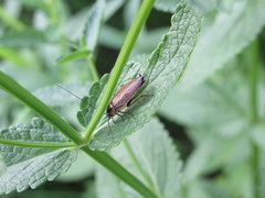 Ectobius erythronotus