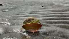 Amphibalanus reticulatus