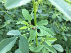 Dichrorampha alpinana