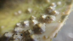 Amphibalanus reticulatus