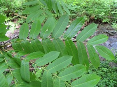 Pterocarya rhoifolia