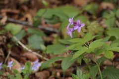 Cardamine pentaphyllos