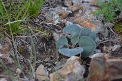 Gueldenstaedtia monophylla