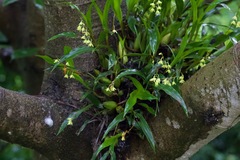 Coelogyne prolifera