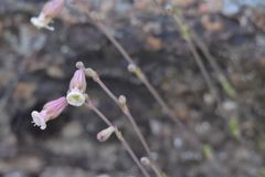 Silene turgida