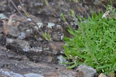 Silene turgida