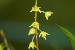 Coelogyne prolifera
